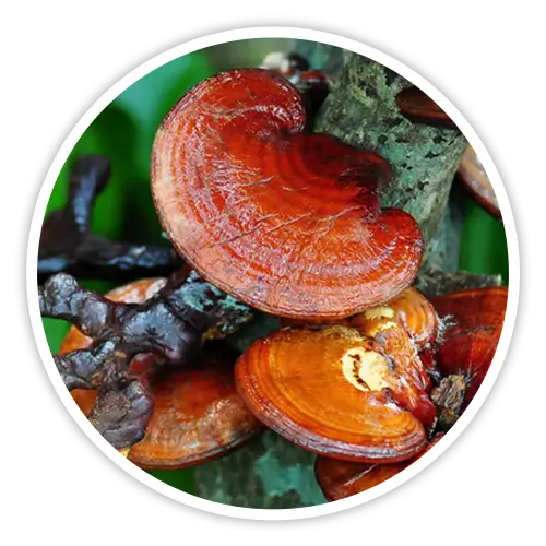 Reishi
