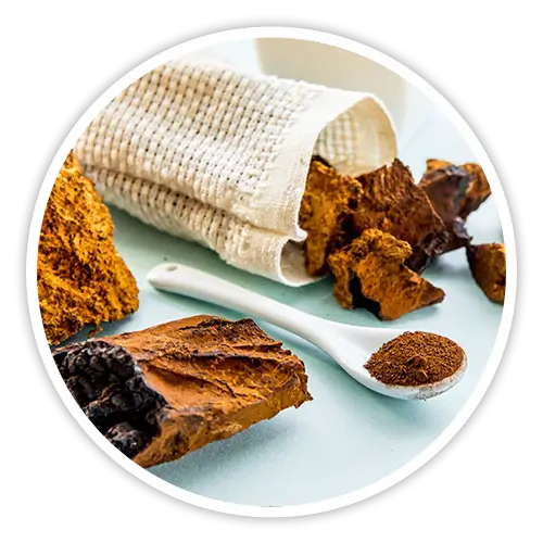Chaga