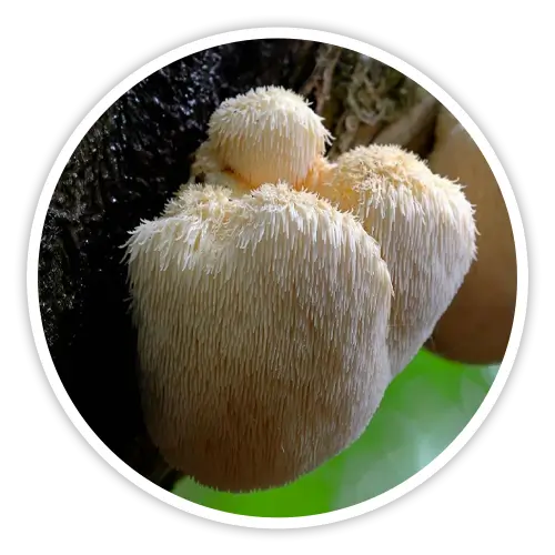 Lion's Mane
