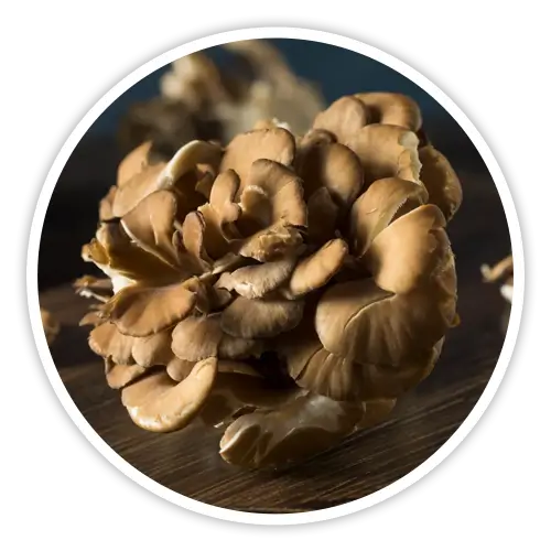 Maitake