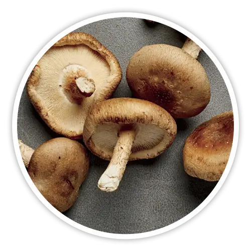 Shiitake