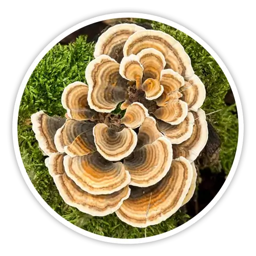 Turkey Tail